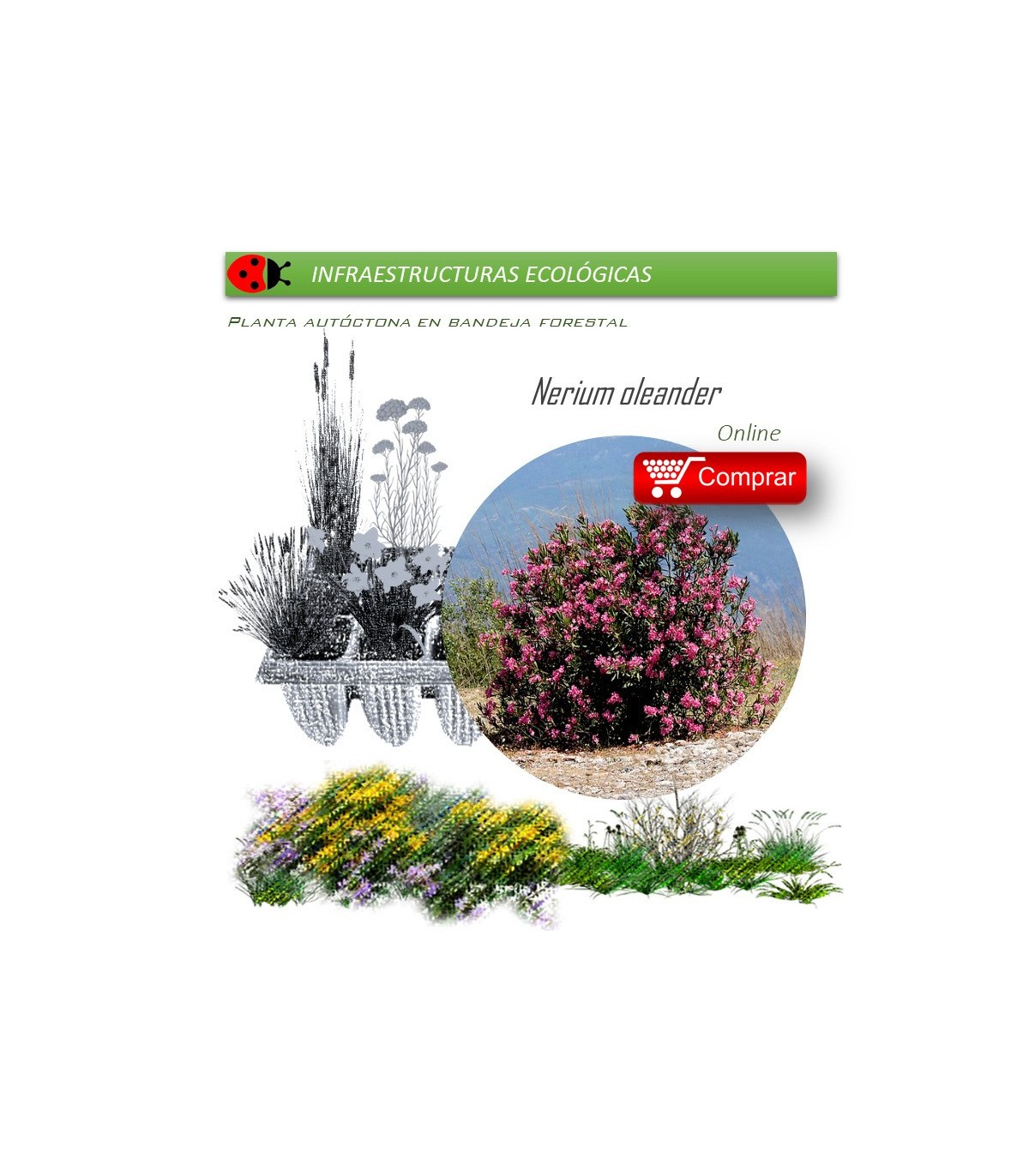 comprar Nerium oleander (Adelfa) BF54