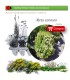 comprar Myrtus communis (Mirto) BF54