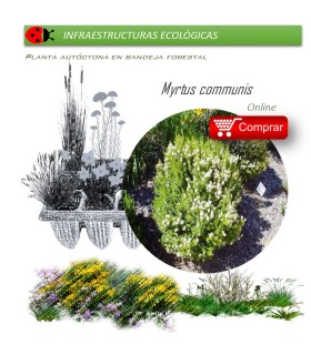 comprar Myrtus communis (Mirto) BF54