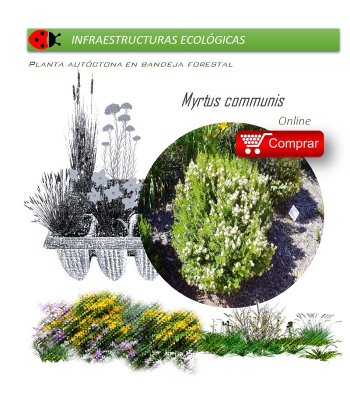 comprar Myrtus communis (Mirto) BF54