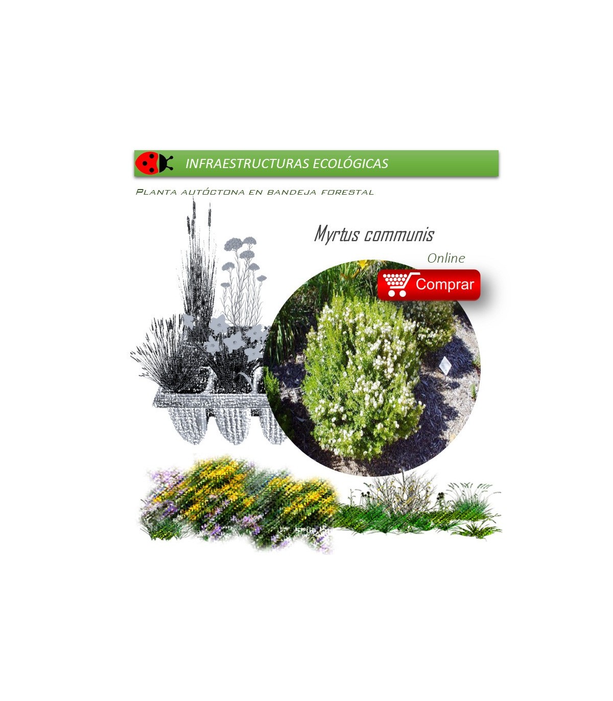 comprar Myrtus communis (Mirto) BF54