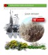 comprar lycium intrincatum cambrón en bandeja forestal