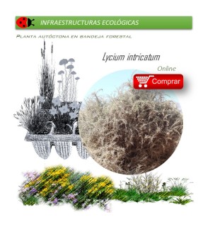 comprar lycium intrincatum cambrón en bandeja forestal