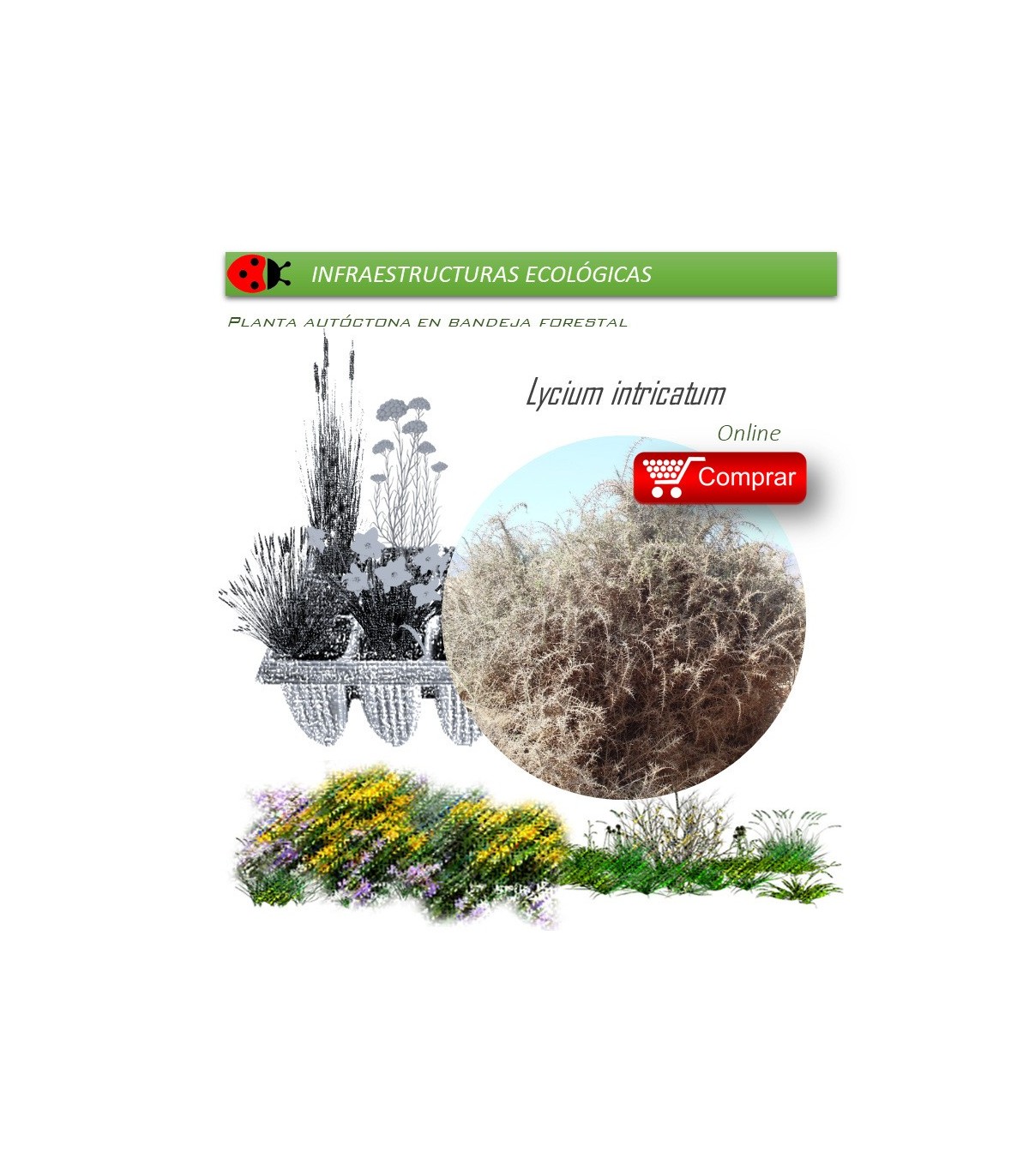 comprar lycium intrincatum cambrón en bandeja forestal