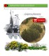 comprar juniperus phoenicea sabina mora en bandeja forestal