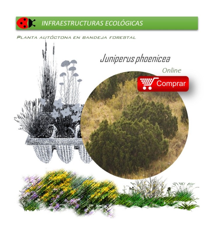 comprar juniperus phoenicea sabina mora en bandeja forestal