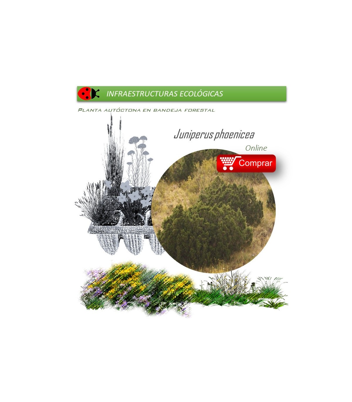 comprar juniperus phoenicea sabina mora en bandeja forestal
