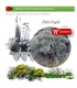 comprar efedra Ephedra fragilis BF