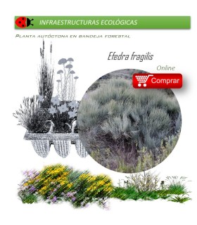 comprar efedra Ephedra fragilis BF