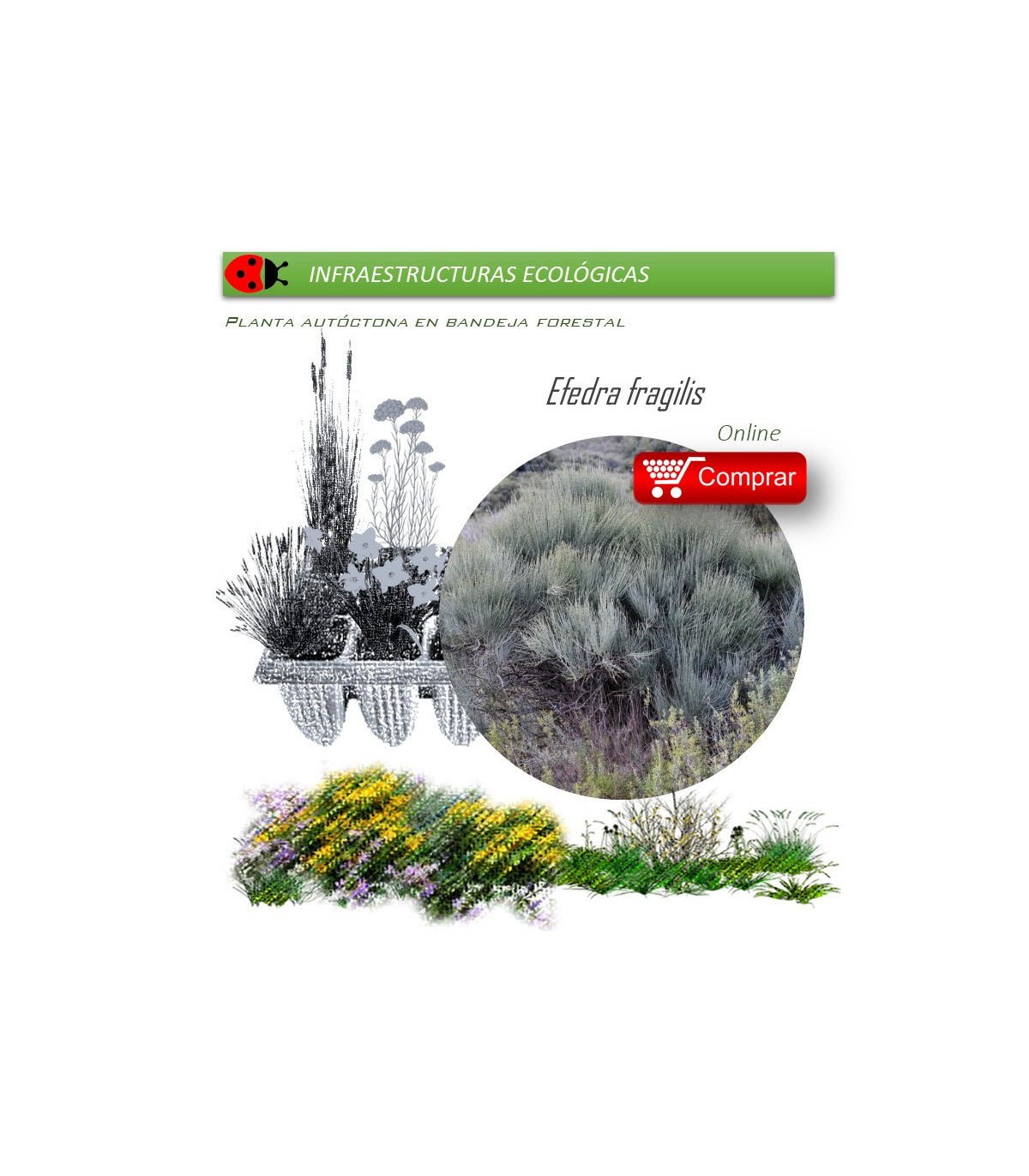 comprar efedra Ephedra fragilis BF