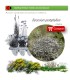 comprar Dorycnium pentaphyllum en bandeja forestal