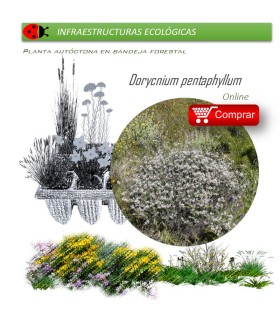 comprar Dorycnium pentaphyllum en bandeja forestal