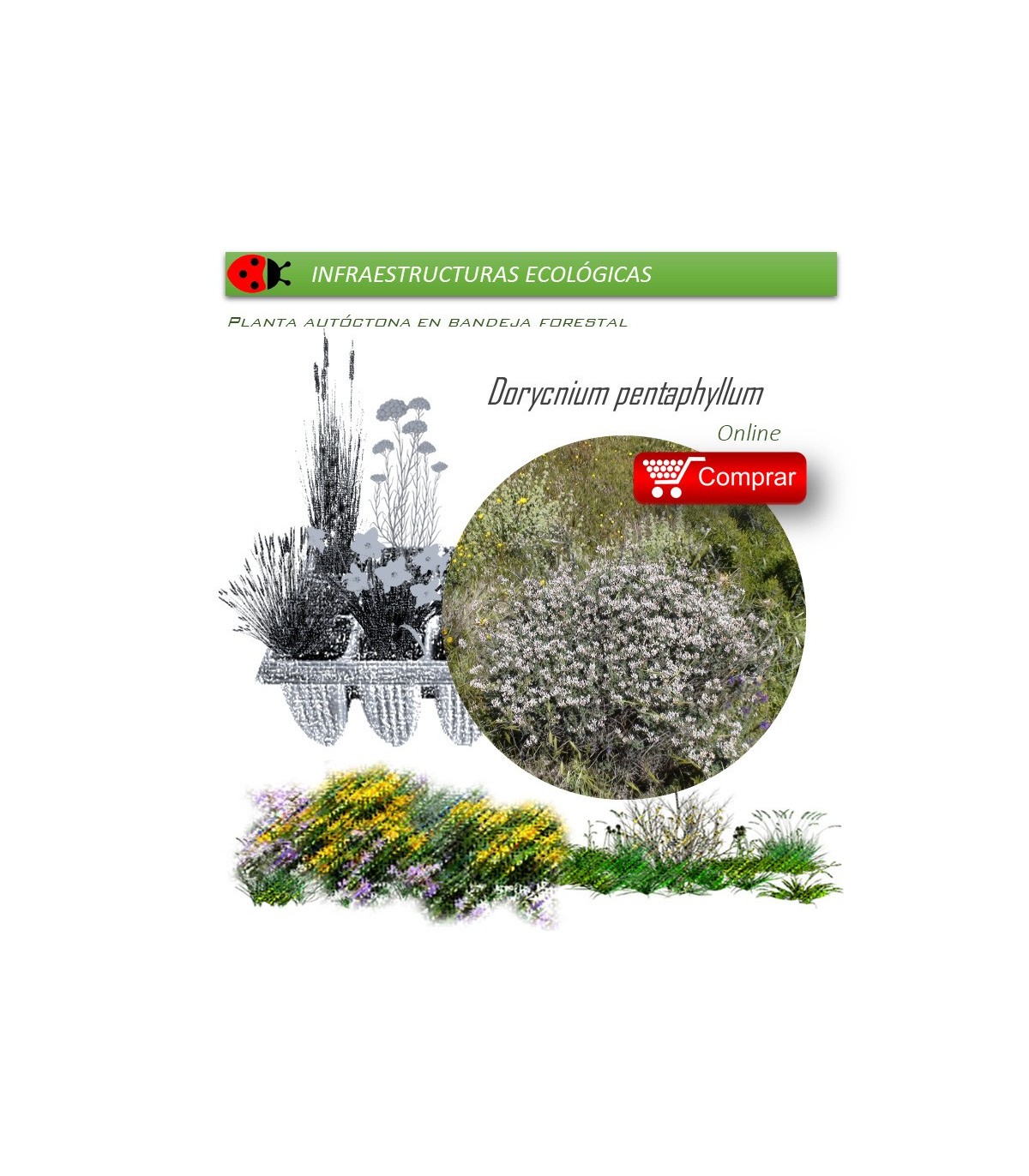 comprar Dorycnium pentaphyllum en bandeja forestal