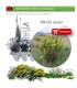 comprar ditrichia viscosa olivarda BF54