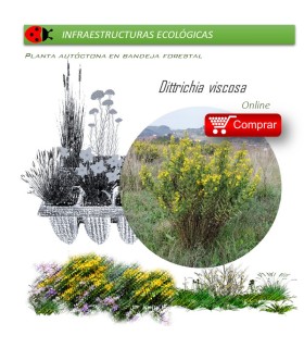 comprar ditrichia viscosa olivarda BF54