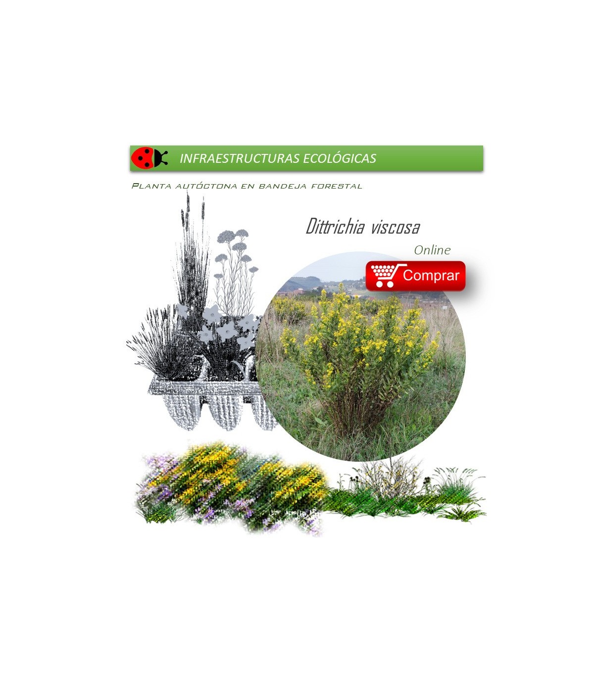 comprar ditrichia viscosa olivarda BF54