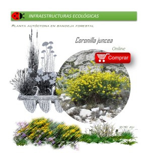 venta de Coronilla juncea (coronilla) BF54