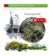 comprar palmito chamaerops humilis en bandeja forestal