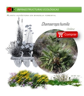 comprar palmito chamaerops humilis en bandeja forestal