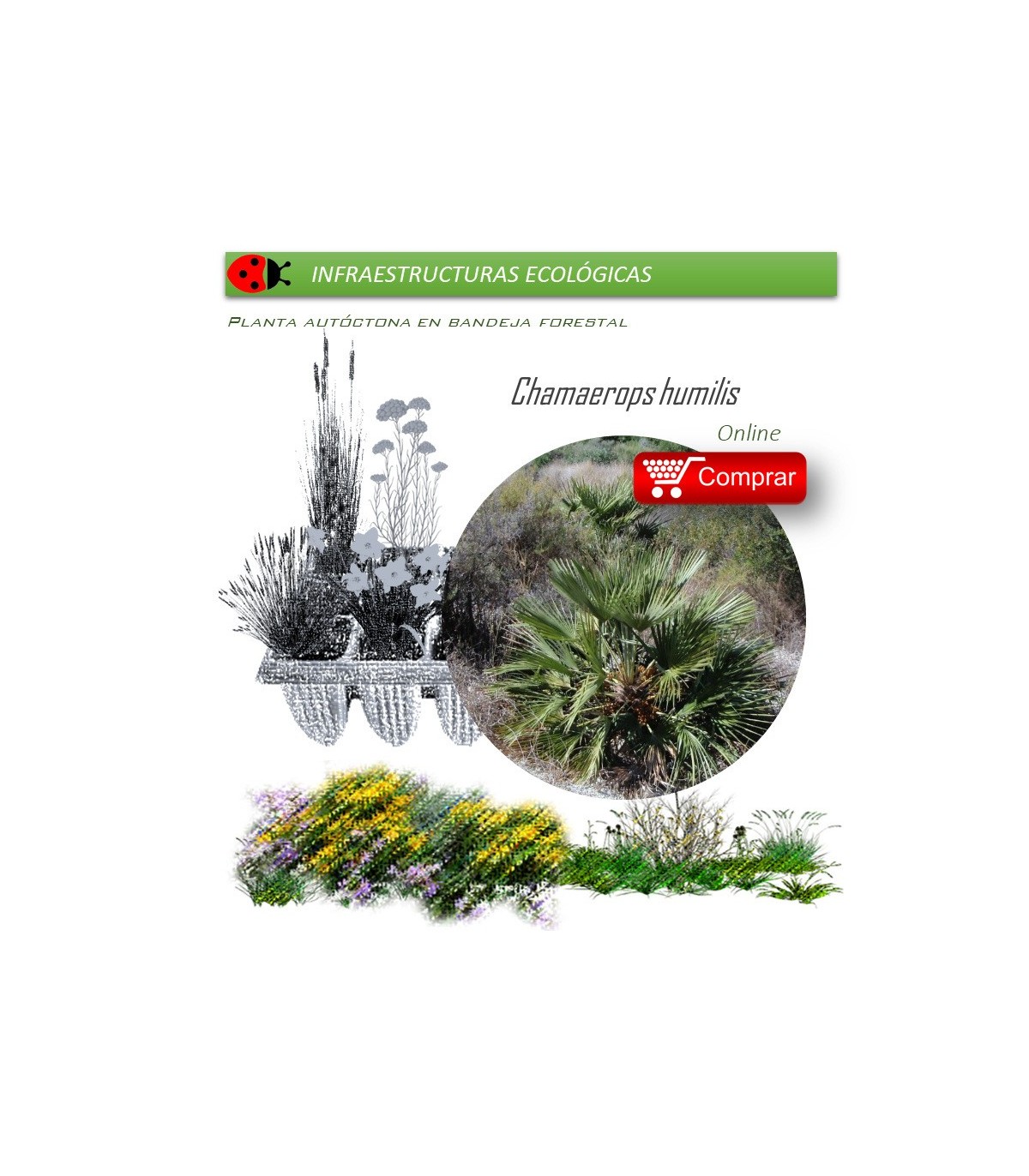 comprar palmito chamaerops humilis en bandeja forestal