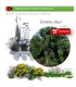 comprar ceratonia siliqua algarrobo en bandeja forestal