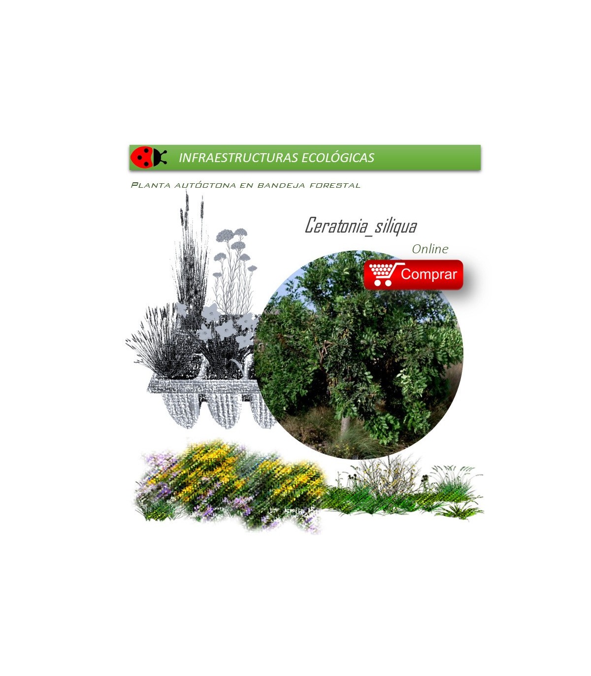 comprar ceratonia siliqua algarrobo en bandeja forestal