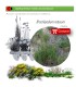 comprar brachipodium retusum