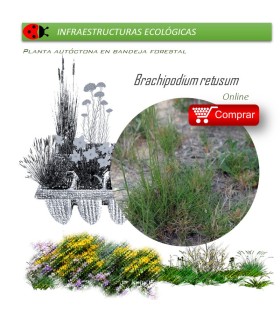 comprar brachipodium retusum
