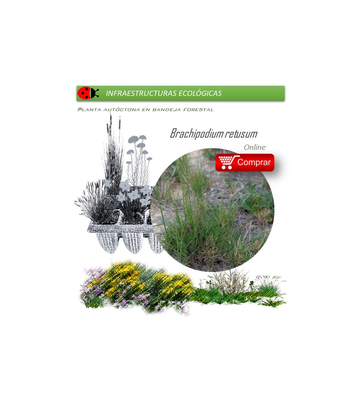 comprar brachipodium retusum