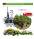 comprar madroño arbutus unedo