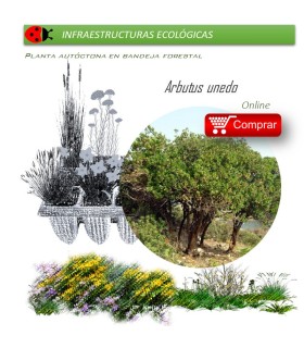 comprar madroño arbutus unedo