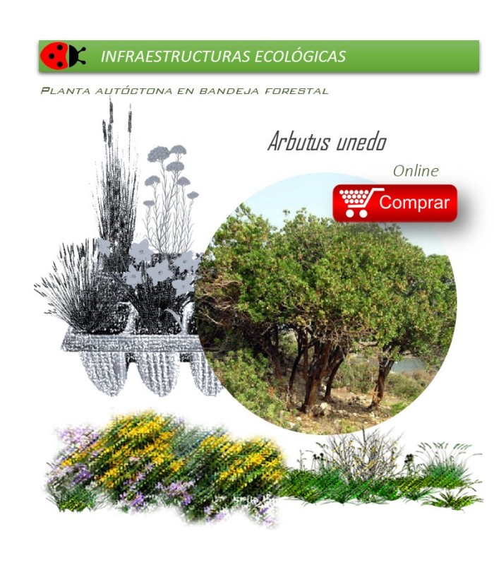 comprar madroño arbutus unedo