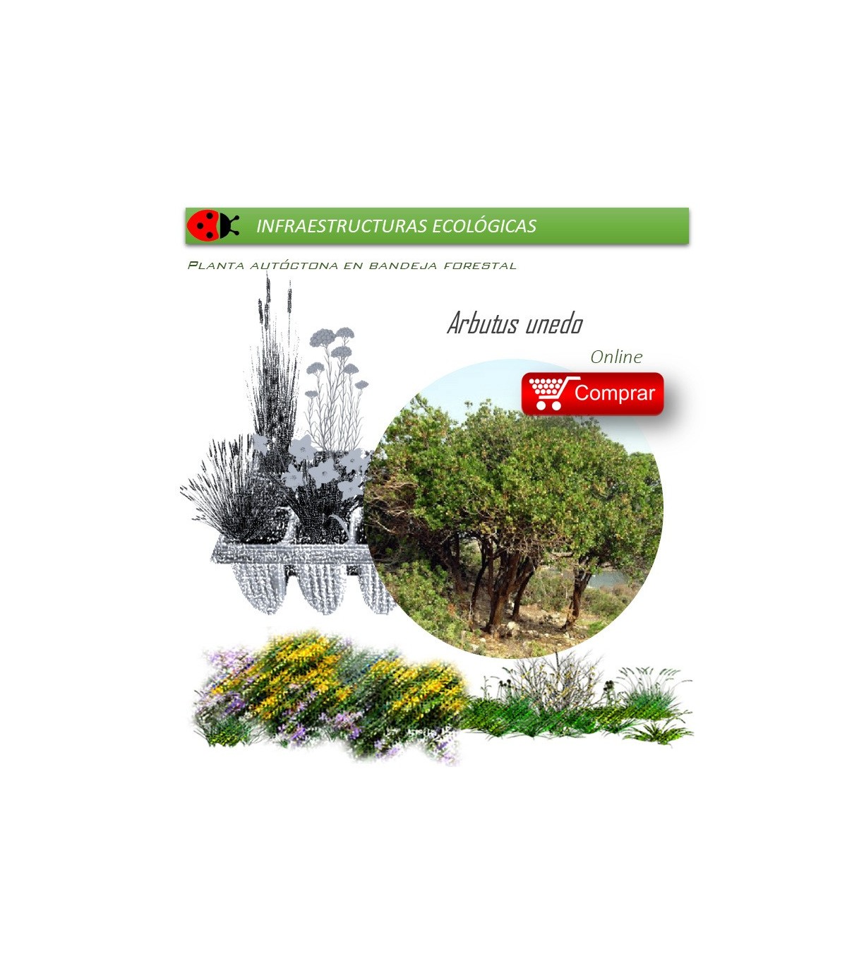 comprar madroño arbutus unedo