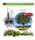 comprar pino piñonero pinus pinea