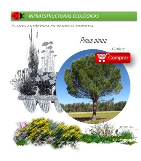 comprar pino piñonero pinus pinea