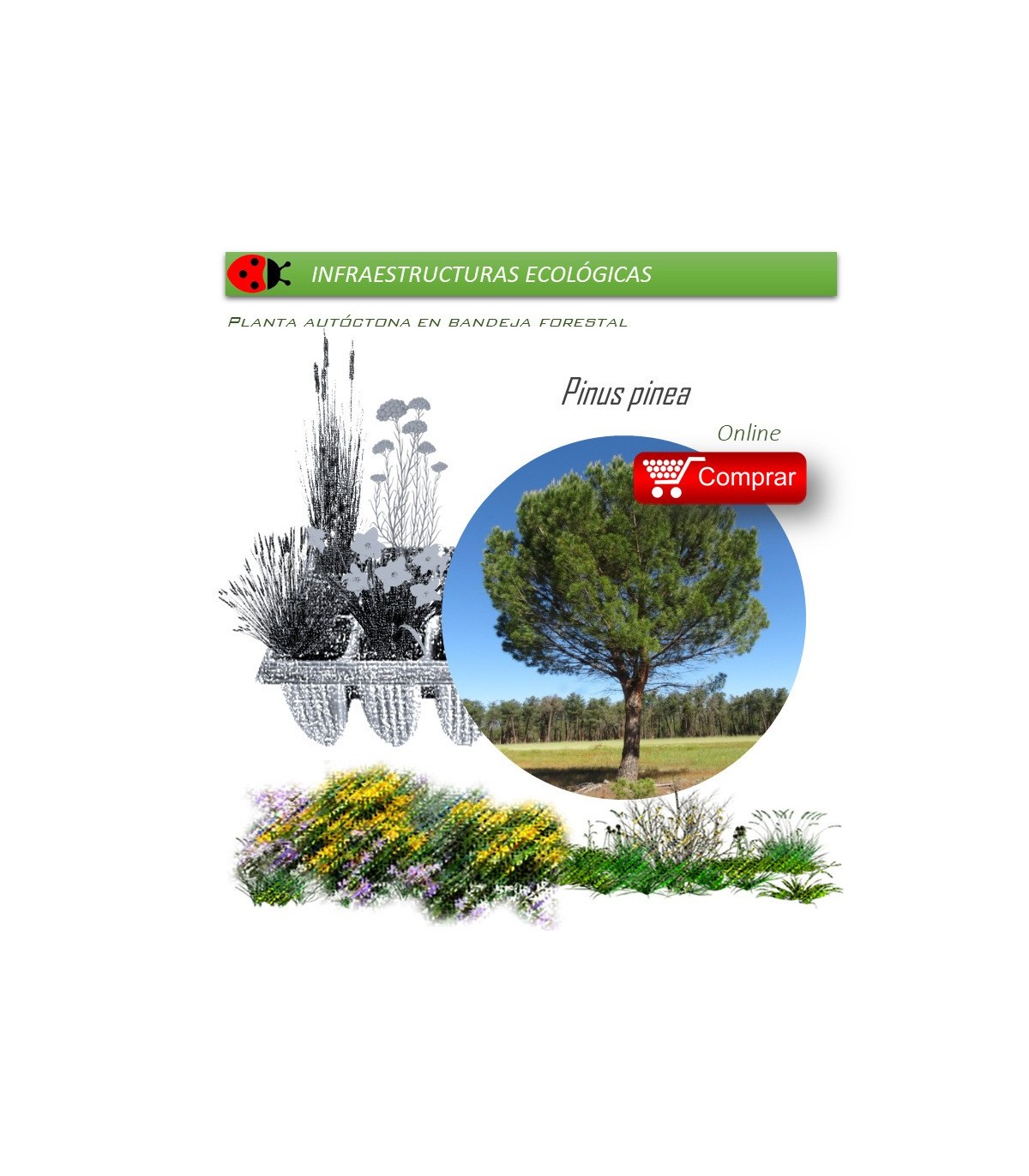 comprar pino piñonero pinus pinea