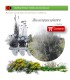 comprar acebuche Olea europaea sylvestris BF45