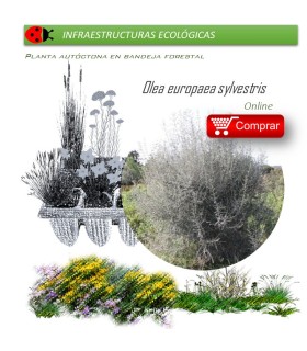 comprar acebuche Olea europaea sylvestris BF45