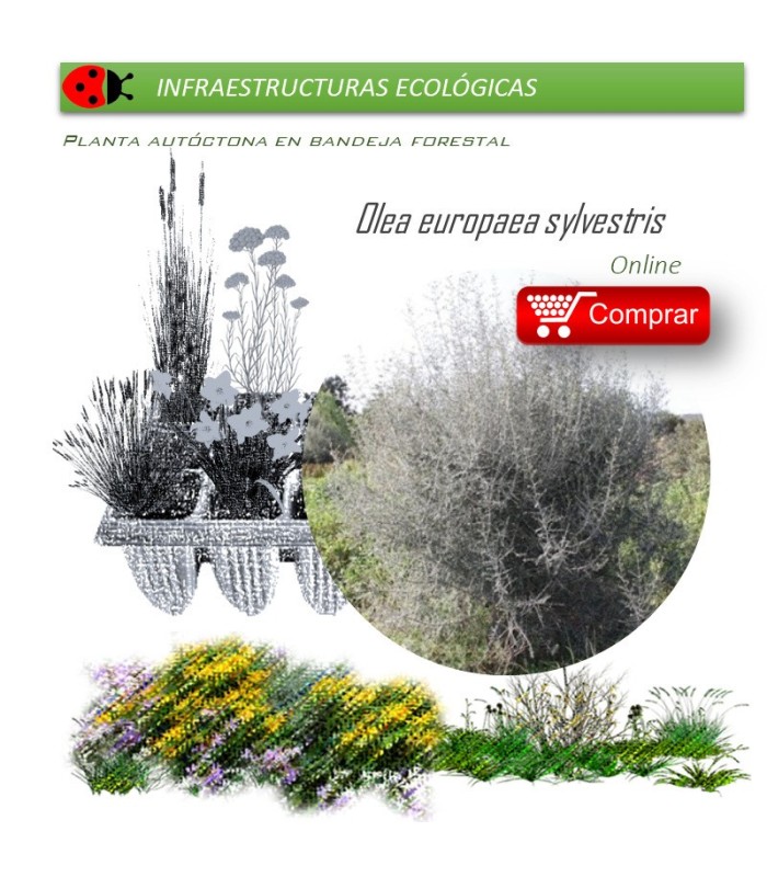 comprar acebuche Olea europaea sylvestris BF45