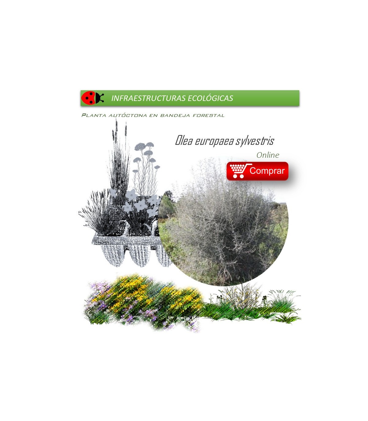 comprar acebuche Olea europaea sylvestris BF45