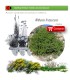 comprar Withania somnifera (Oroval)