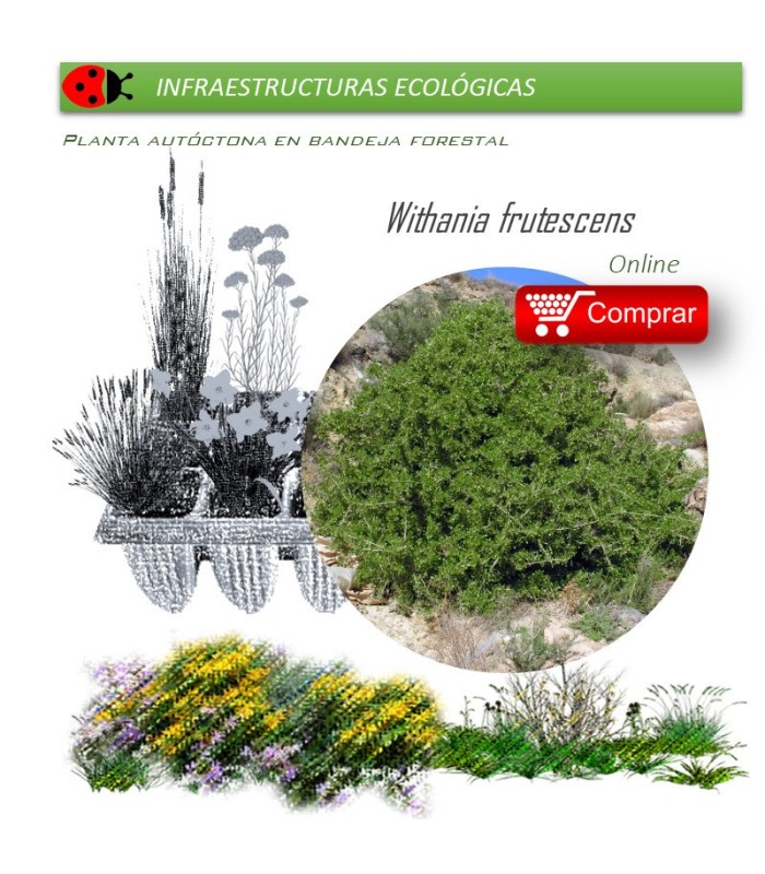 comprar Withania somnifera (Oroval)