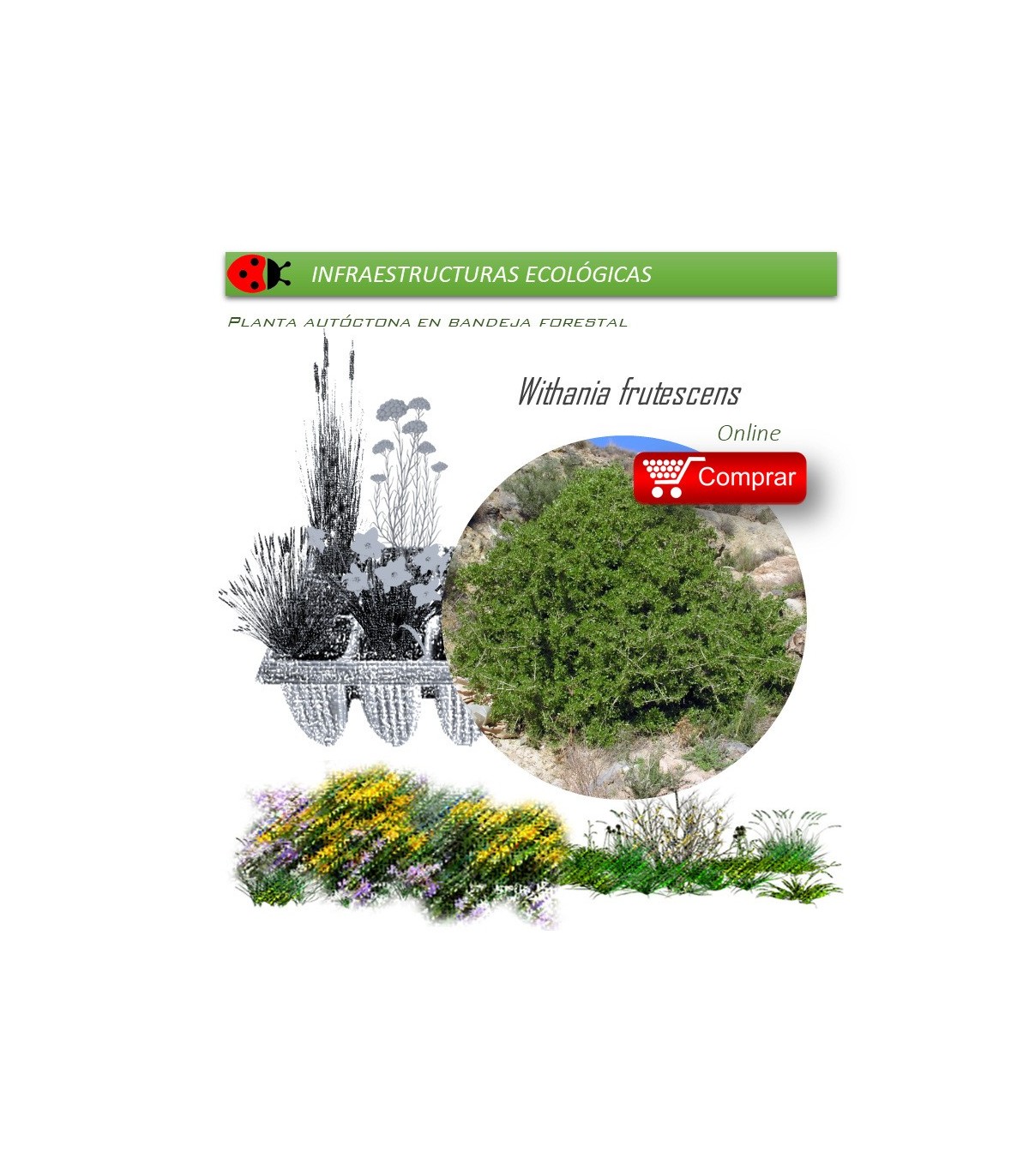 comprar Withania somnifera (Oroval)