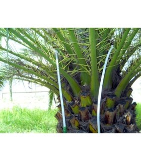 DUCHA para palmeras altas