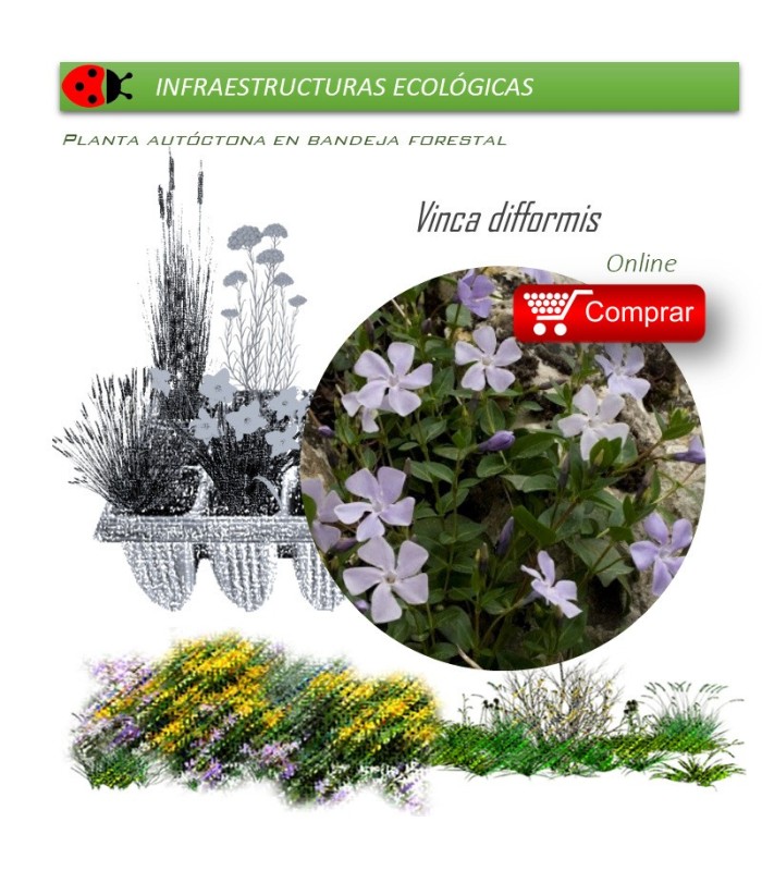 comprar Vinca difformis
