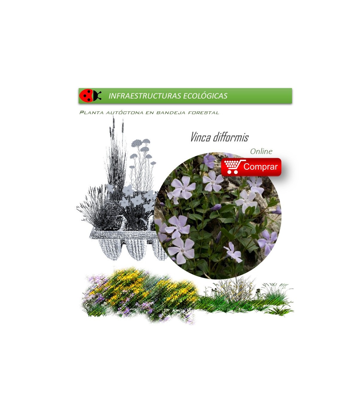 comprar Vinca difformis