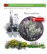 comprar thymus mastichina mejorana