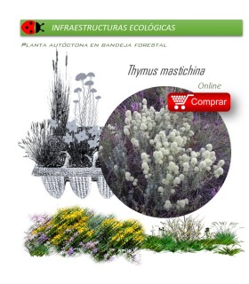 comprar thymus mastichina mejorana