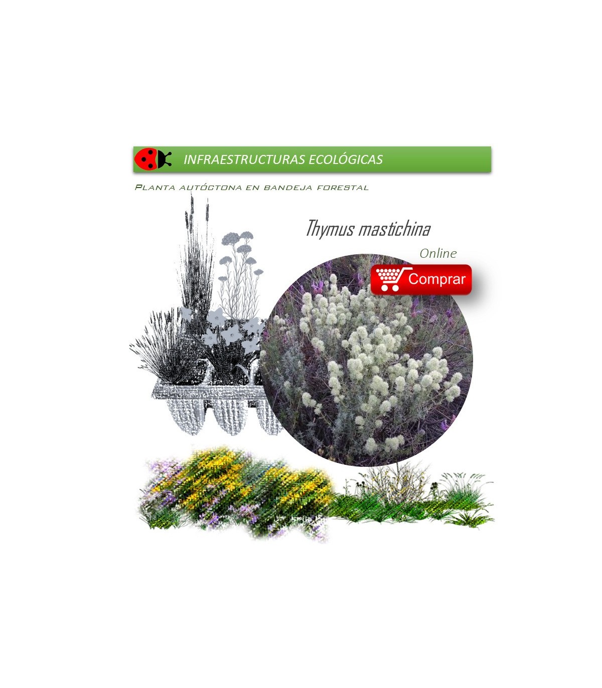 comprar thymus mastichina mejorana