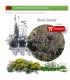 comprar Thymus hyemalis